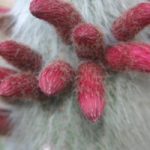 Cleistocactus flower