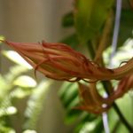 Zygocactus flower